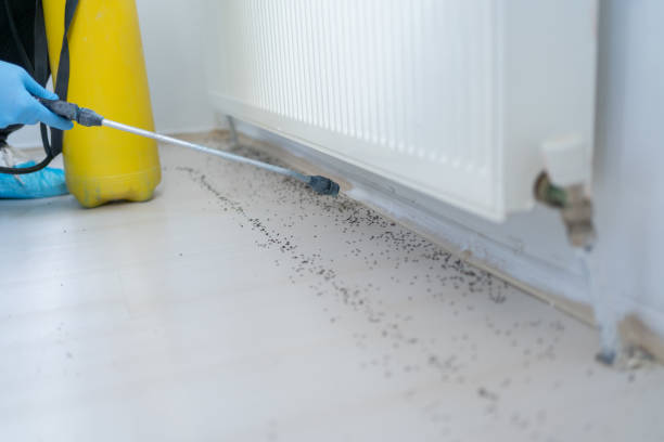 Best Rat Extermination Near Me  in Cheshire Village, CT