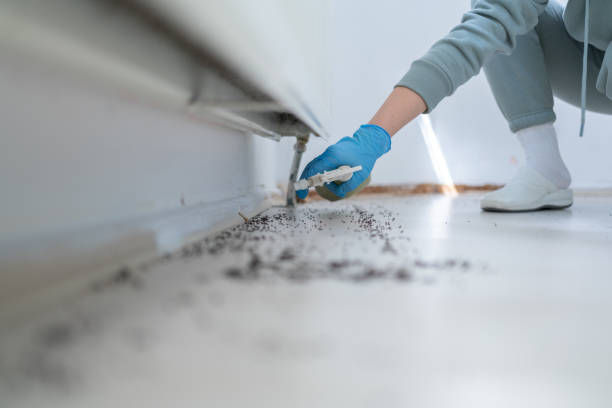 Best Rat Extermination Near Me  in Cheshire Village, CT